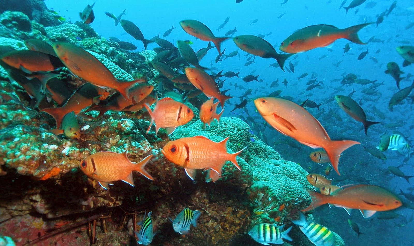 Malvan-Marine-Sanctuary-1.jpg