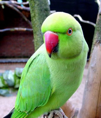 Green+indian+ring-necked+parakeet.jpg