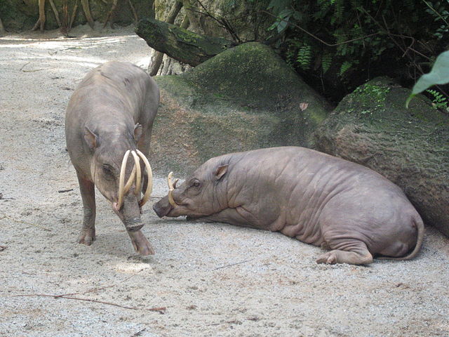 640px-Babirusa,_Singapore_Zoo_2.JPG