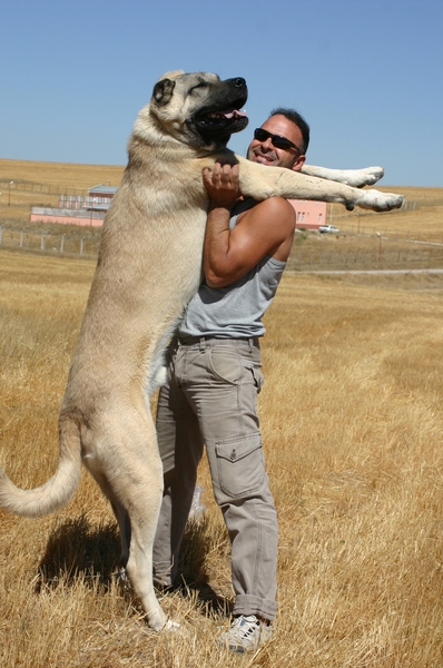 Adult+Kangal.jpg