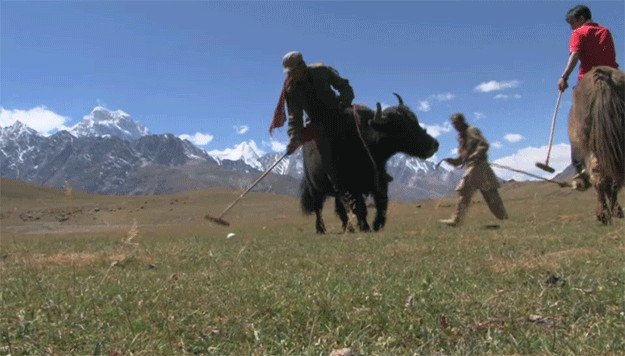 yak-polo-2.gif