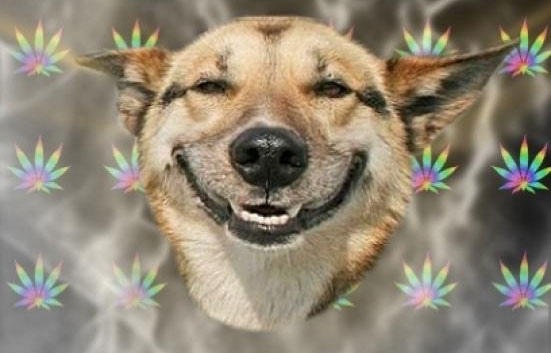 stoned-dog.jpg