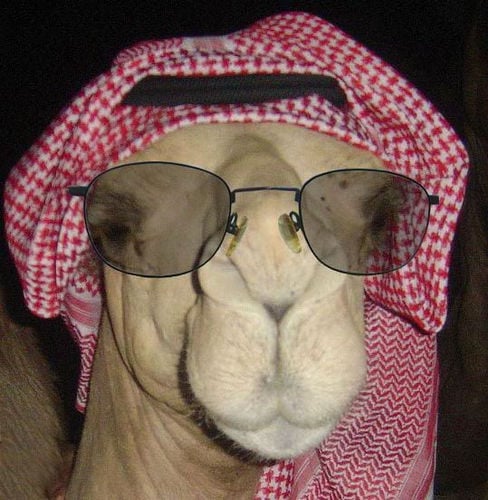 camel1.jpg