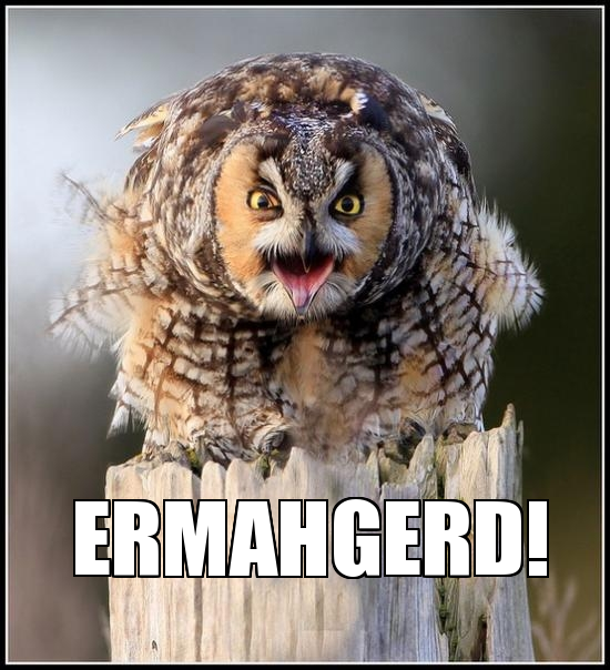 Hilariously-Adorable-Owl-Memes-1.png