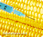 Injecting-Corn.jpg