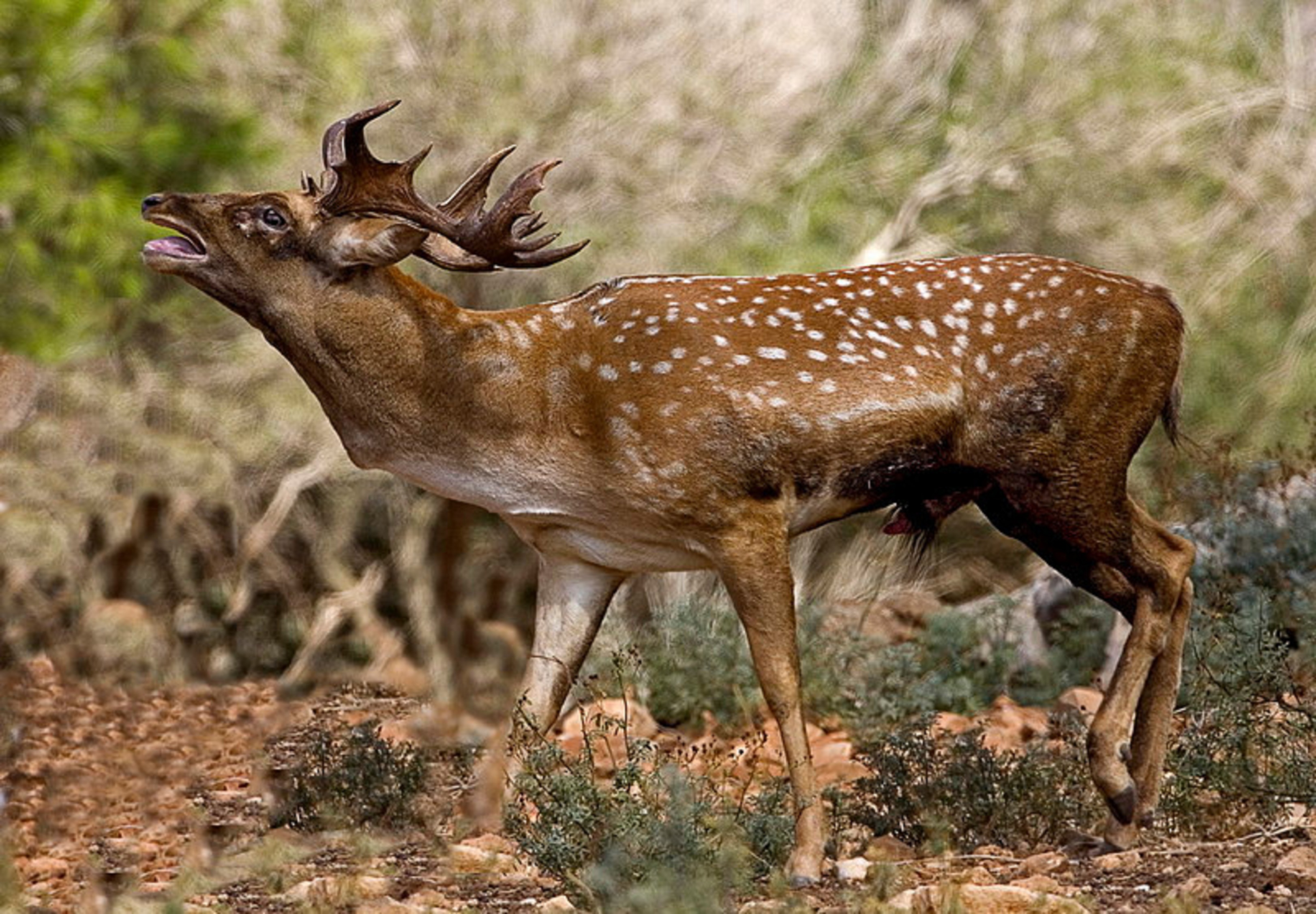 Persian_Fallow_Deer_1.jpg