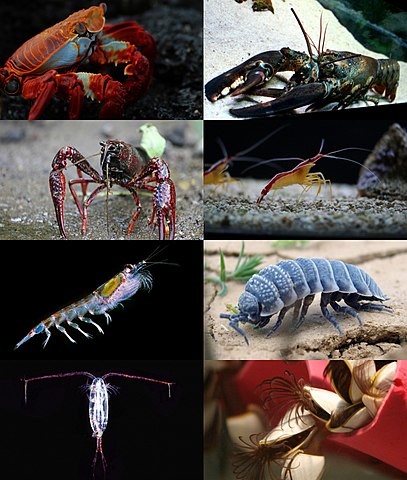 407px-Crustacea_diversity.jpg