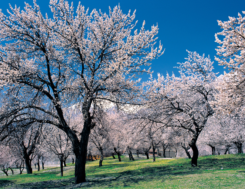 Blossom%20Tour%20To%20Hunza%20Valley,%20Pakistan.jpg