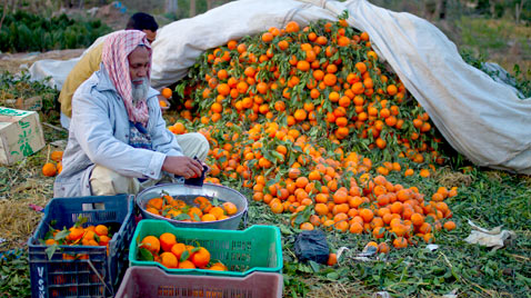 ap_pakistan_orange_seller_ss_thg_120313_wblog.jpg