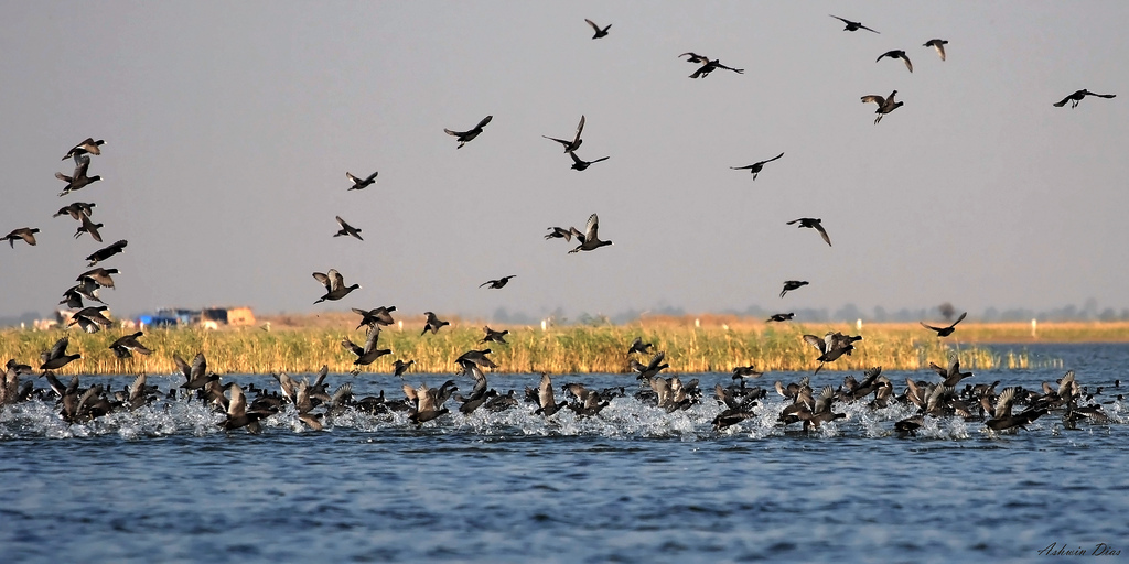 Nal+Sarovar+Bird+Sanctuary,+Ahmedabad,+Gujarat4.jpg