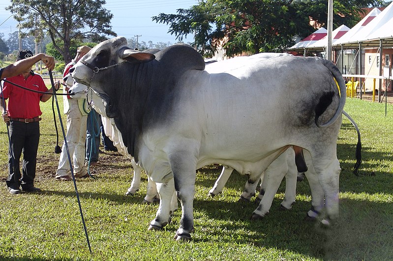 800px-Brahman_%28EMAPA%29_110307_REFON_2.jpg