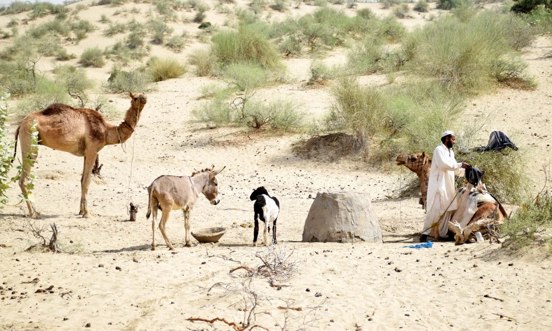 A man tends to his livestock in Achhro Thar, Khipro, Sindh. — Photo by Umair Ali