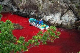 Sea+Shepherd+Conservation+showing+Japanese+fishermen.jpg