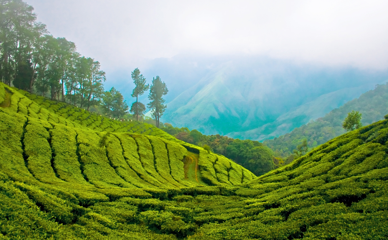 Munnar_Top_station.jpg