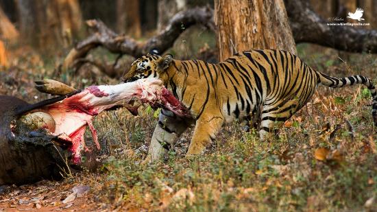 tadoba-national-park.jpg