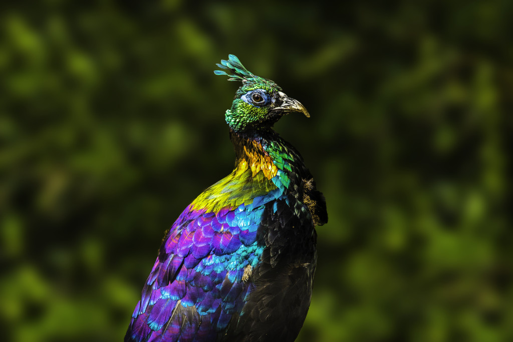 himalayan-monal-pheasant-pakistan.jpg