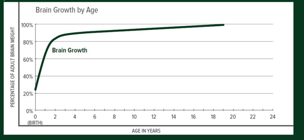 braingrowth.png
