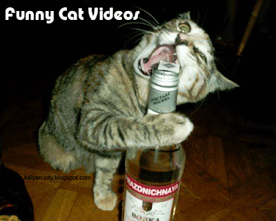 Funny-Cat-Videos.png