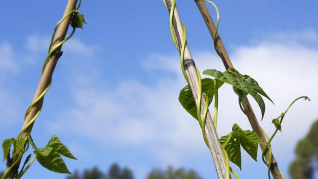 _86754379_beans_istock.jpg