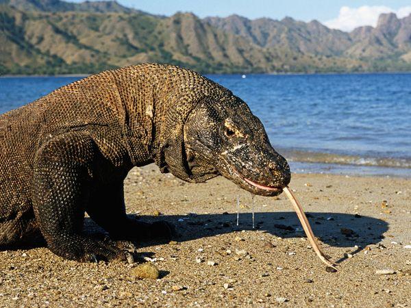 komodo-dragon_6771_600x450.jpg