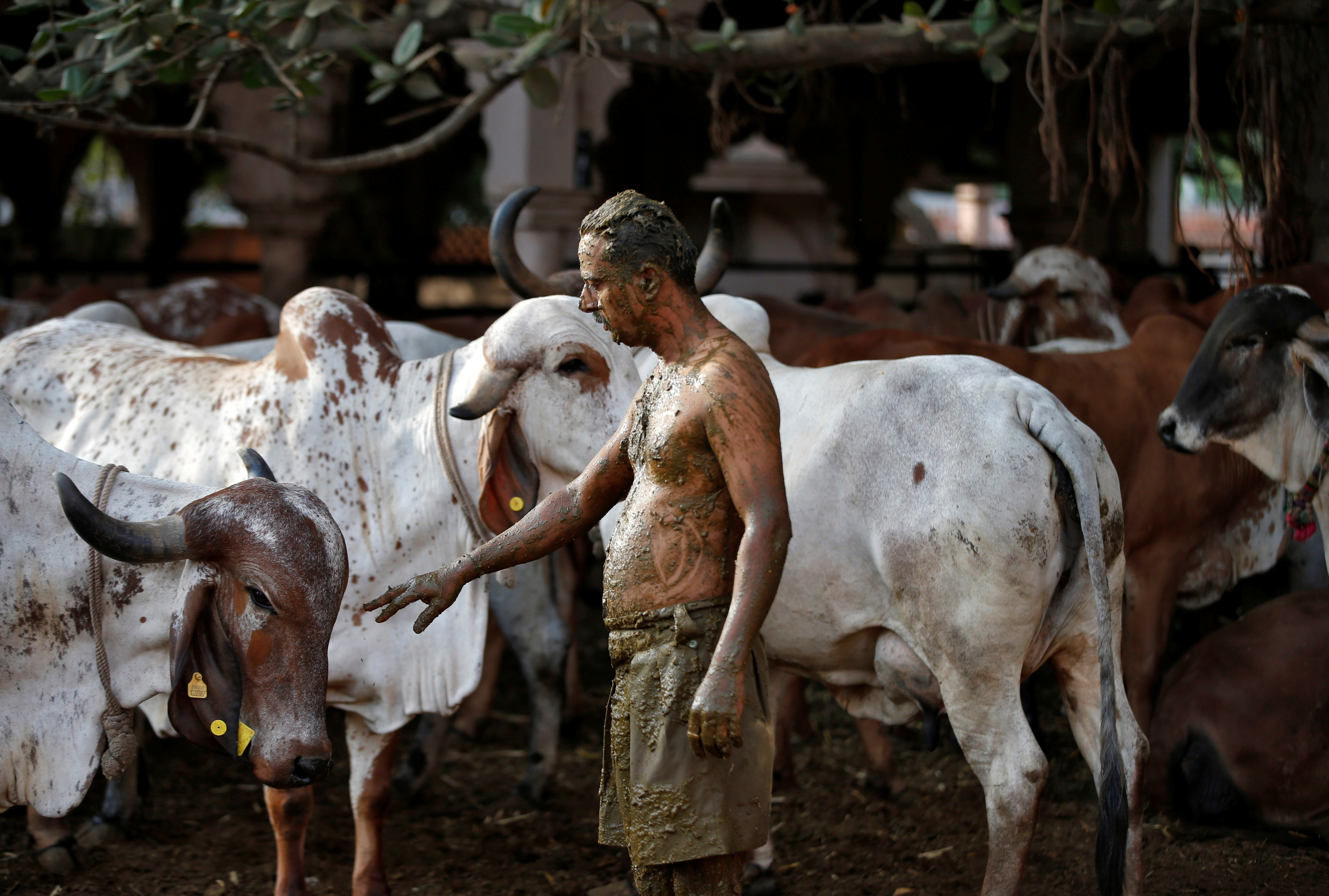 Uddhav Bhatia, a frontline worker, touches a cow after applying cow dung on his body during cow dung therapy, believing it will boost his immunity to defend against the coronavirus disease (COVID-19) at the Shree Swaminarayan Gurukul Vishwavidya Pratishthanam Gaushala or cow shelter on the outskirts of Ahmedabad, India, May 9, 2021. REUTERS/Amit Dave