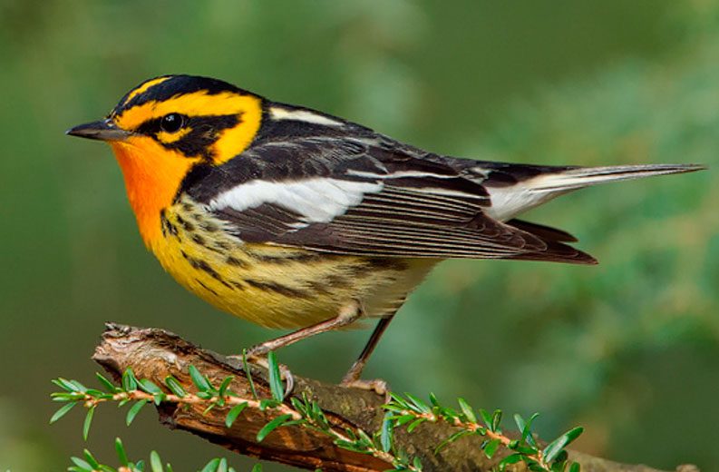 BlackburnianWarbler-Hayes.jpg