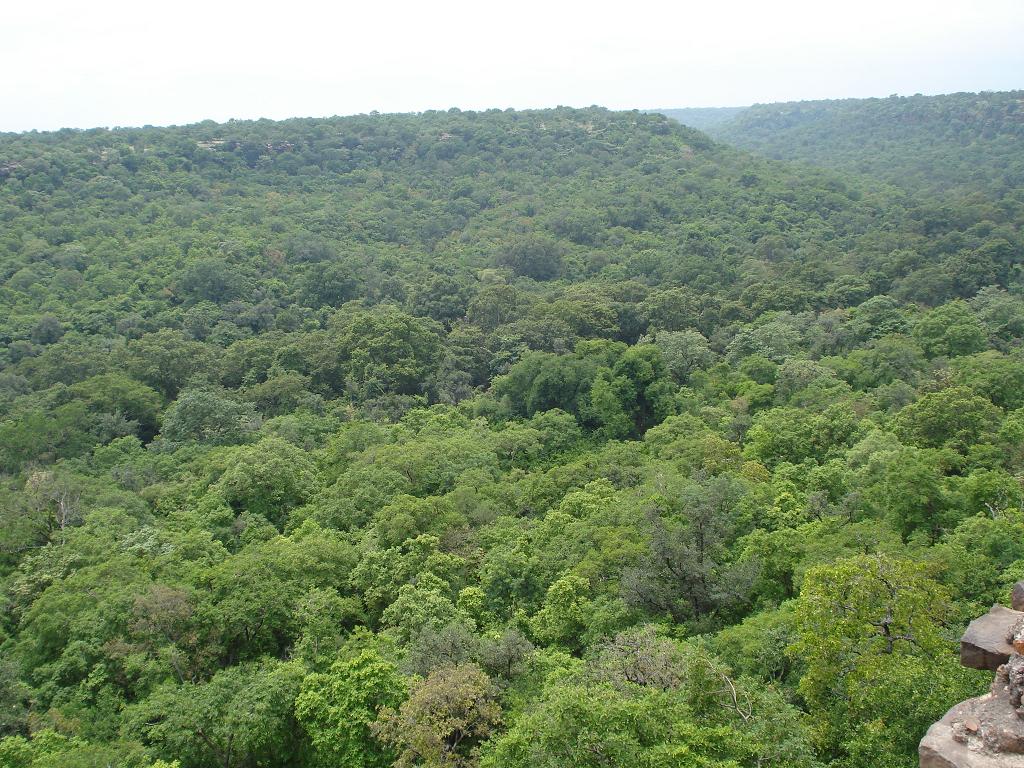 Hinglajgarh_Forest.jpg