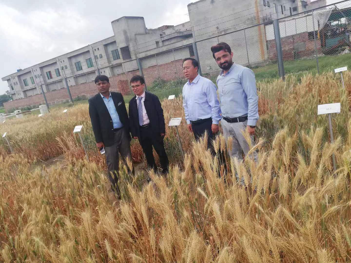 Pak-China coop in Biohealth Agriculture to promote wheat production