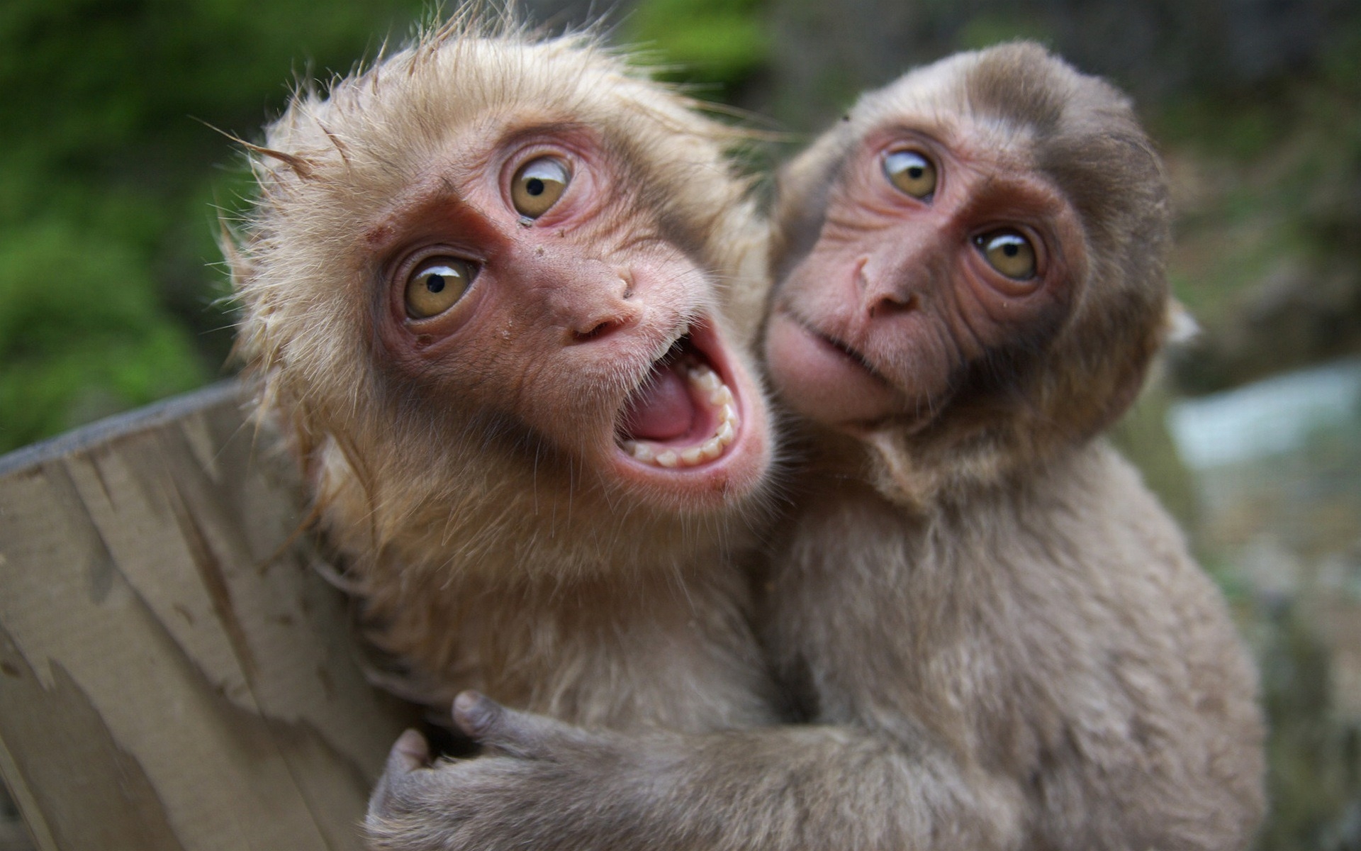 Animals_Beasts_Two_monkeys_029258_.jpg