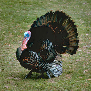 wild_turkey.jpg