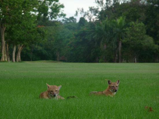 tollygunge-club.jpg