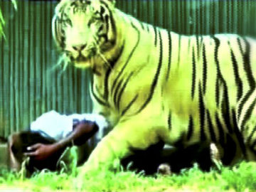 Tiger_attack_PTI_360.jpg