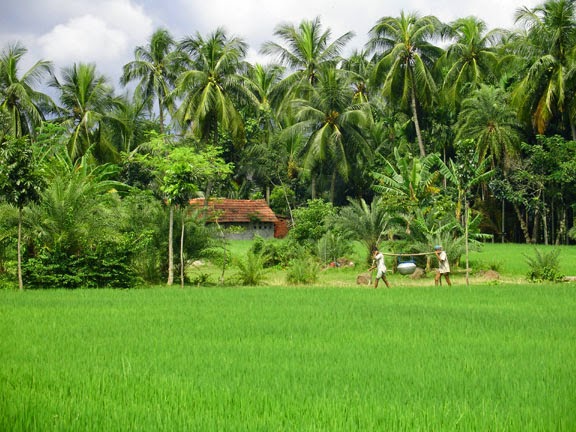 Bangladeshi+village+picture+%25282%2529.jpg