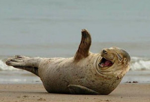 seal_laughing.jpg