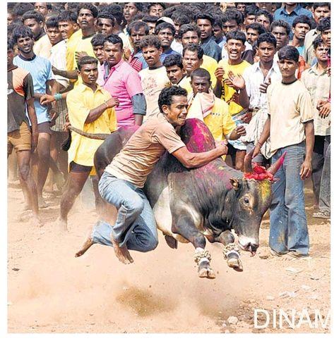 jallikattu-2.jpg