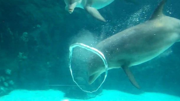 plus.google.com-dolphin-bubble-rings.jpg