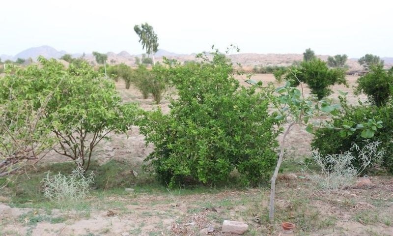 In pitcher irrigation, a large clay pot is buried in the ground near a plant and filled with water. — Photo by Zulfiqar Khoso