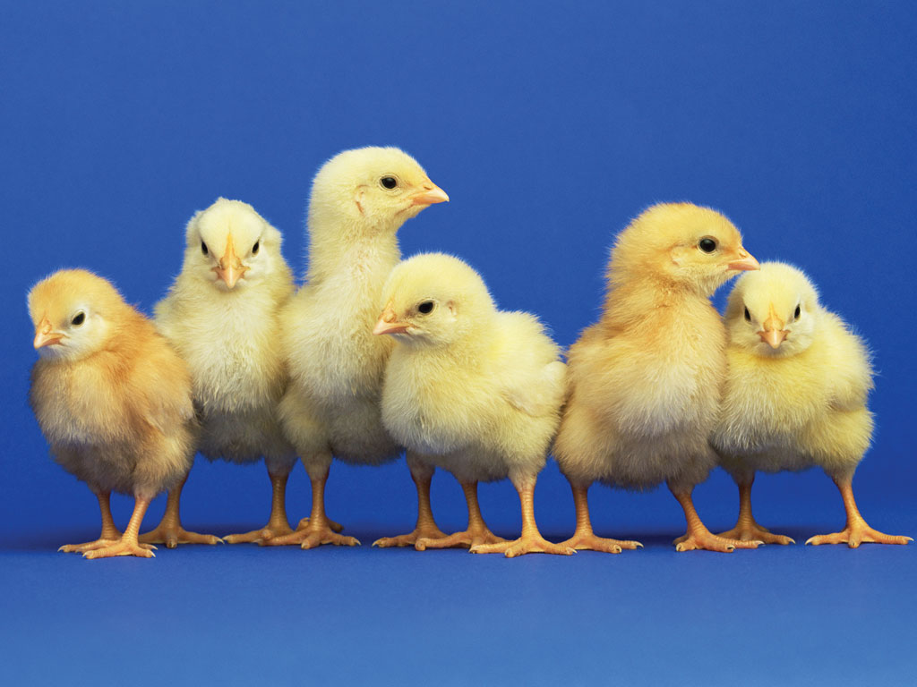 baby-chicks.jpg