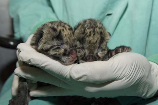 clouded-leopard-cubs-2.jpg