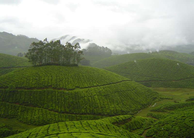 munnar.jpg