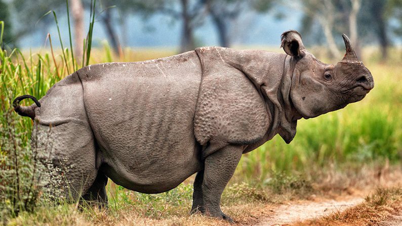 javan-rhinoceros.jpg