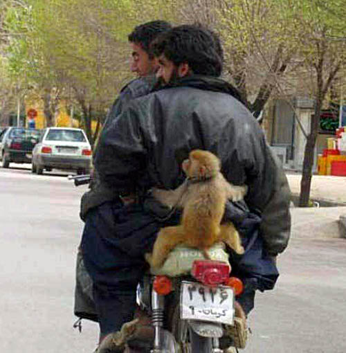 08%20Iranian%20Funny%20Biker%20Monkey.jpg