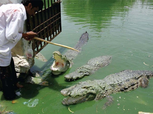 973253-Crocodilex-1444894369-471-640x480.jpg