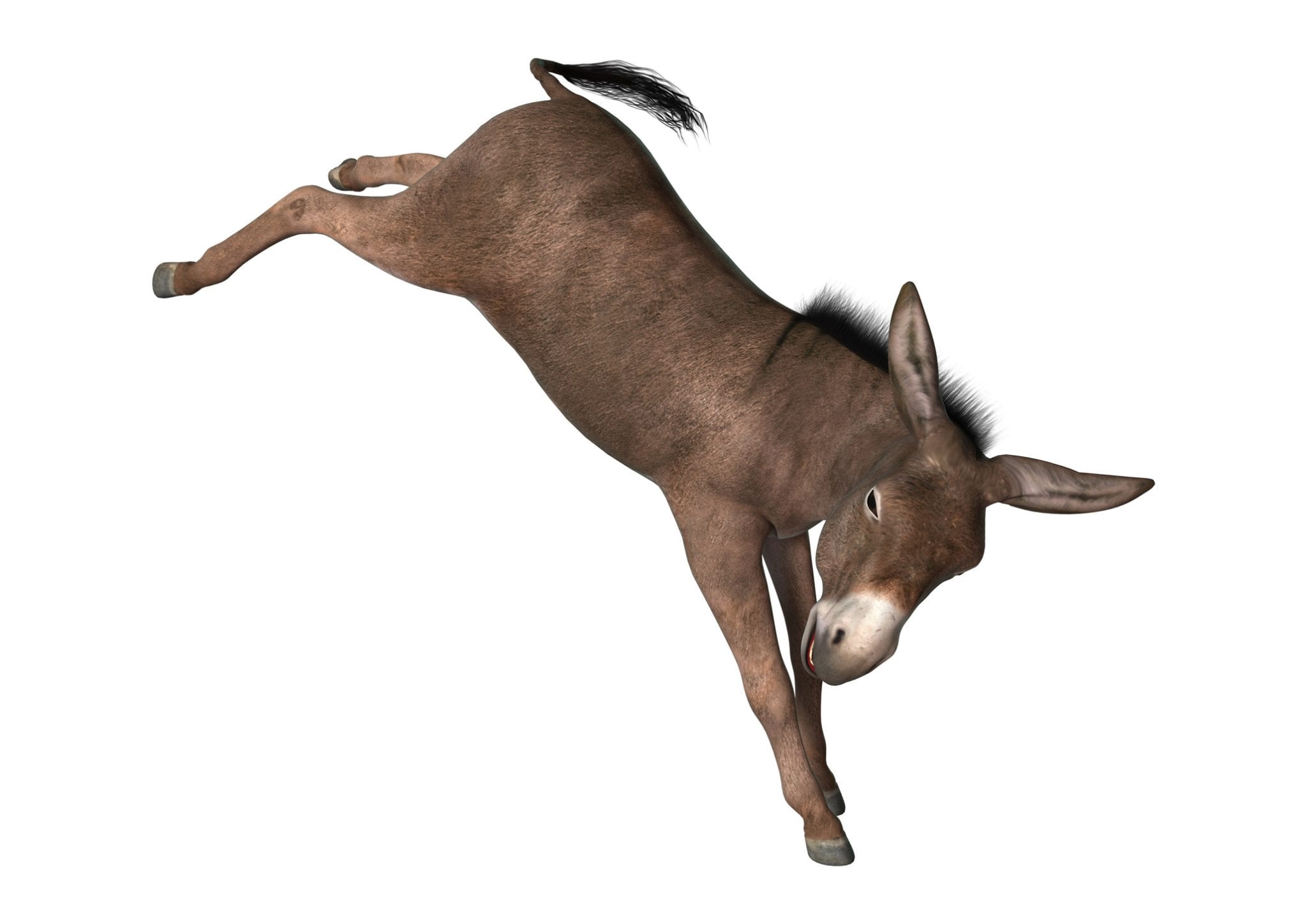 KickingDonkey.jpg