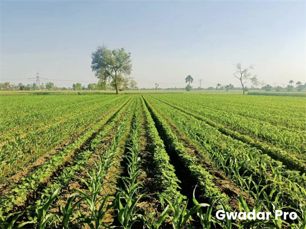 Spring sowing of Sino maize-soybean intercropping tech completed to stimulate local oilseed production