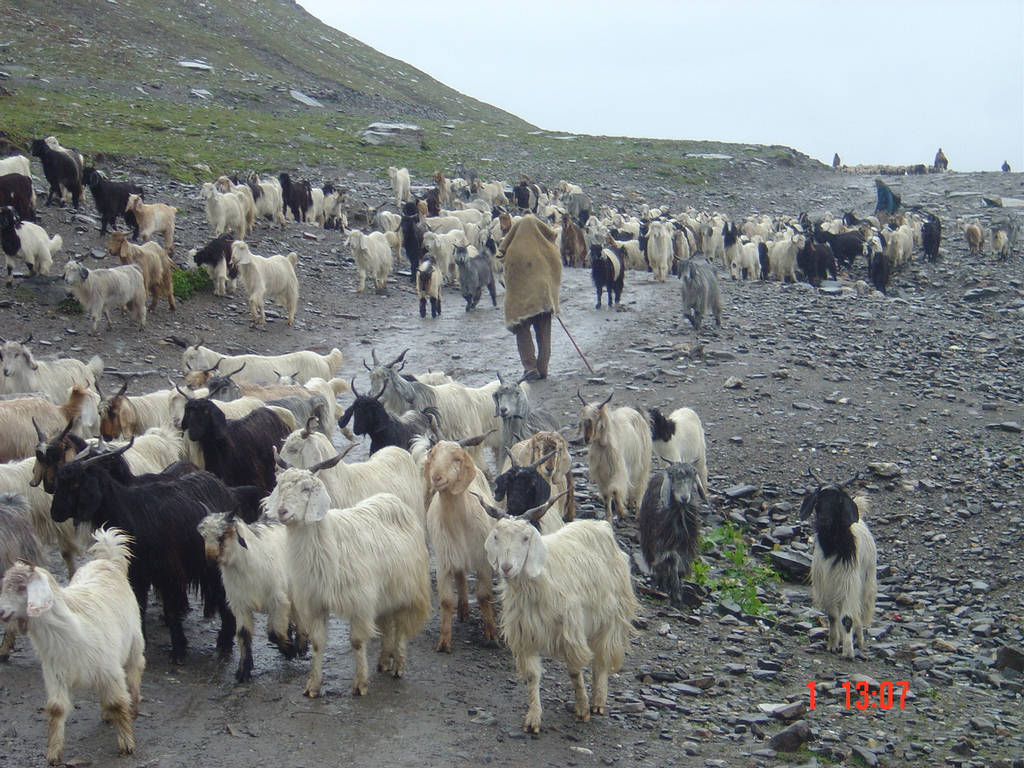 269224,xcitefun-goats.jpg