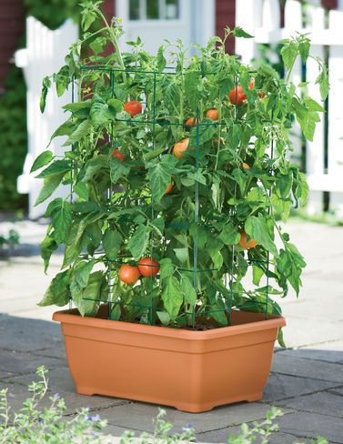 6b7e2cea7f613dafbe77c7ac784634a7--how-to-grow-tomatoes-growing-tomatoes-indoors.jpg