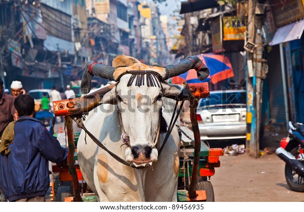 ox-cart-transportation-on-early-600w-89456935.jpg