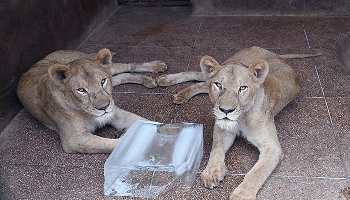 In this picture taken on August 3, 2022, lions are seen at their enclosure at the Lahore Safari Zoo in Lahore. — AFP