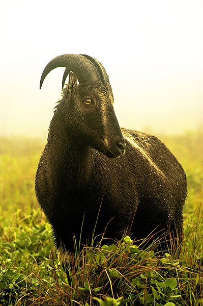 399px-Nilgiri_Tahr_Adult.jpg